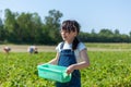 Little girl picking strawberries in a strawberry field on a sunny summer day Royalty Free Stock Photo