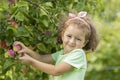 Little cute girl playing in apple tree orchard. Child picking apples on farm in autumn. Kid pick fruit in a basket. Royalty Free Stock Photo