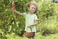 Little cute girl playing in apple tree orchard. Child picking apples on farm in autumn. Royalty Free Stock Photo