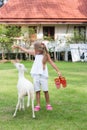 Little cute girl in summer wear feeds white goat at goat farm. Royalty Free Stock Photo