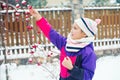 Little cute girl trying to taste red berries under snow on tree Royalty Free Stock Photo