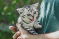 little cute gray kitten in the arms of a man meows Royalty Free Stock Photo