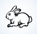 Hare. Vector drawing