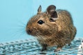 The common degu is a small hystricomorpha rodent endemic from Chile. Royalty Free Stock Photo