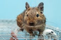 The common degu is a small hystricomorpha rodent endemic from Chile. Royalty Free Stock Photo