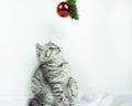 Little cute gray Scottish Straight kitten with fur colored in black marble on silver looks at red Christmas balls. White backgroun Royalty Free Stock Photo