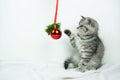 Little cute gray Scottish Straight kitten with fur colored in black marble on silver looks at red Christmas balls. White backgroun Royalty Free Stock Photo