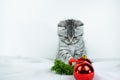 Baby pet cat during christmas time. Little cute Scottish Straight kitten  looks at red Christmas balls Royalty Free Stock Photo