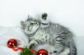 Little cute gray Scottish Straight kitten with fur colored in black marble on silver looks at red Christmas balls. White backgroun Royalty Free Stock Photo