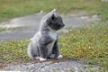 Little cute grey sits on the grass in summer