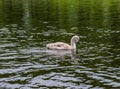 Little cute grey swan chick Royalty Free Stock Photo