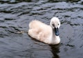 Little cute grey swan chick Royalty Free Stock Photo