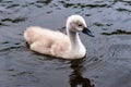 Little cute grey swan chick Royalty Free Stock Photo