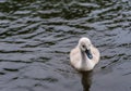 Little cute grey swan chick Royalty Free Stock Photo