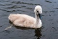 Little cute grey swan chick Royalty Free Stock Photo