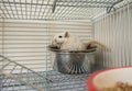 Little cute hamster climbed into his bowl sitting in a cage, humor Royalty Free Stock Photo