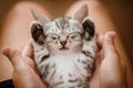 Little cute home gray striped kitten in hand