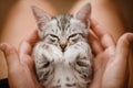 Little cute home gray striped kitten in hand