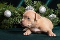 Little cute inquisitive american bully puppy lying next to christmas tree branches. Christmas and New Year for pets