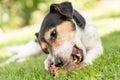 Little cute Jack Russell Terrier dog eats a bone with meat and chews outdoor Royalty Free Stock Photo