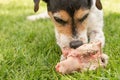 Little cute Jack Russell Terrier dog eats a bone with meat and chews outdoor Royalty Free Stock Photo