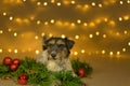 Cute little cute Jack Russell Terrier dog lies at Christmas between green branches and Christmas balls Royalty Free Stock Photo