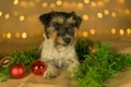 Cute little cute Jack Russell Terrier dog lies at Christmas between green branches and Christmas balls Royalty Free Stock Photo