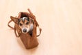 Little cute Jack Russell Terrier dog sits in a brown handbag and looks funny out Royalty Free Stock Photo