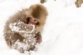 Little cute japanese snow monkey playing in the snow. Nagano Prefecture, Japan Royalty Free Stock Photo