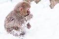 Little cute japanese snow monkey playing in the snow, Japan. Royalty Free Stock Photo