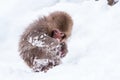 Little cute japanese snow monkey playing in the snow, Japan. Royalty Free Stock Photo