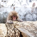 Little cute japanese snow monkey sleeping in a hot spring. Yudanaka, Japan Royalty Free Stock Photo