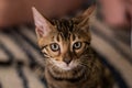 Little cute kitten funny looks at the camera. Bengal cat. One ear turned away