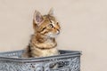 Little cute kitten with an inquisitive look sits in a plastic box Royalty Free Stock Photo