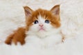 Little cute kitten maine coon Royalty Free Stock Photo