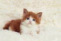 Little cute kitten maine coon Royalty Free Stock Photo