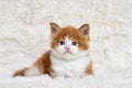 Little cute kitten maine coon Royalty Free Stock Photo