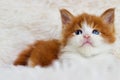 Little cute kitten maine coon Royalty Free Stock Photo