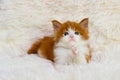 Little cute kitten maine coon Royalty Free Stock Photo