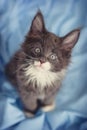 Little cute kitten maine coon looks up.Maine coon kitten Royalty Free Stock Photo
