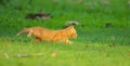 Little cute kitten playing