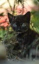 Little cute kitten said I`m coming to you, black and red kitten