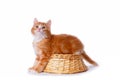 Little cute kitten sit on the basket Royalty Free Stock Photo