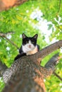 Little cute kitten sitting high in a tree and looking down in a Royalty Free Stock Photo