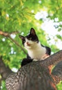 Little cute kitten sitting high in a tree and looking down in a Royalty Free Stock Photo