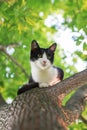 Little cute kitten sitting high on a tree and looking forward to Royalty Free Stock Photo