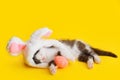 Little cute kitten sleeping Pretending to be Easter bunny. Cat pet wearing rabbit hat with pink bunny ears Hugs Easter Royalty Free Stock Photo