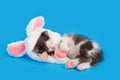 Little cute kitten sleeping Pretending to be Easter bunny. Cat pet wearing rabbit hat with pink bunny ears Hugs Easter Royalty Free Stock Photo