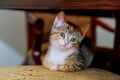 Little cute kitten striped white coloring with blue eyes sitting on wicker chair