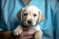 Little cute labrador puppy in the hands of a veterinarian